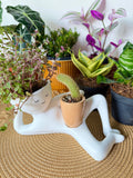 Lazy Larry™ – The Chill-Out Planter | Premium Quality